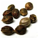 Семена марихуаны АК-47  (Seeds AK-47) в Чаплыгине